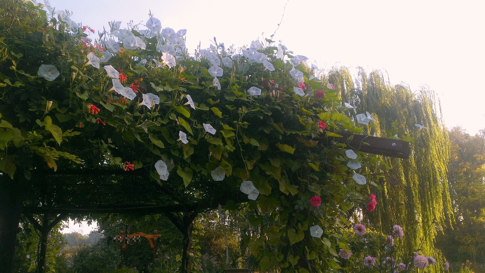 Honeysuckle, Morning Glories and Climbing Rose with light pink Dahlia photo bombing in the rear
